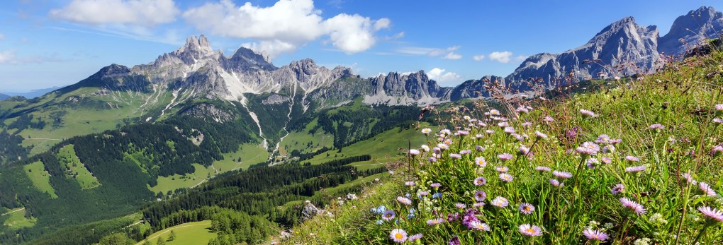 Blumenwiese und Blick auf Gosaukamm mit Bischofsmütze © Coen Weesjes